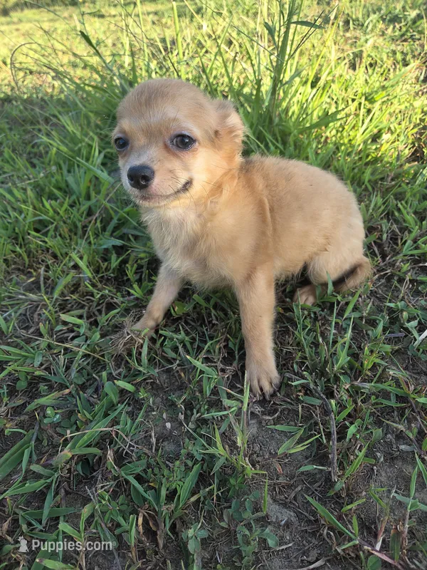Alice  – Chihuahua puppy for sale in Marietta, GA
