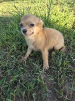 Alice , a female Chihuahua for sale in Marietta, GA – 1 of 3
