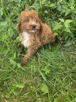 Clci, a female Cavapoo for sale in Marietta, GA – 2 of 2