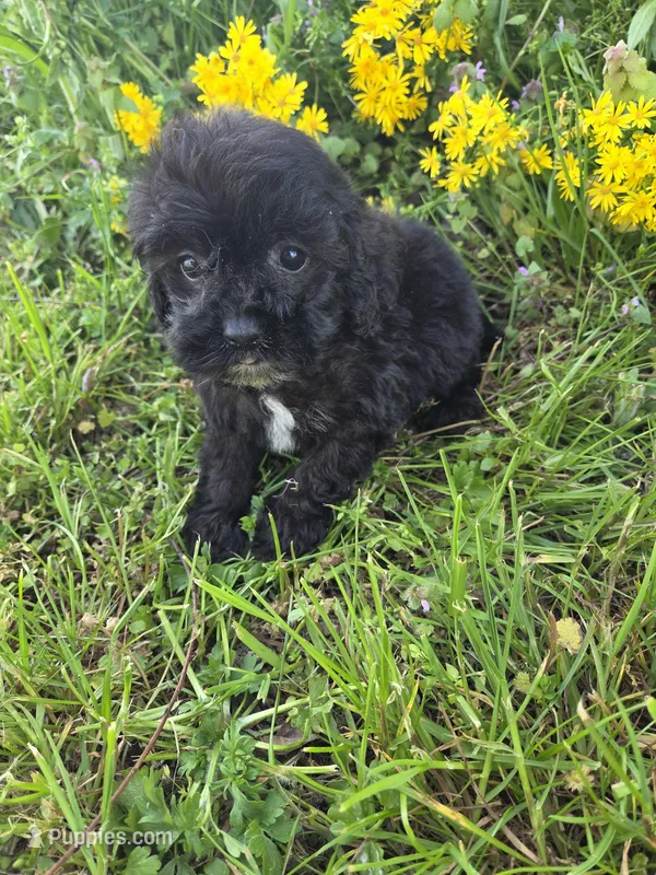 Hazel  – Cockapoo puppy for sale in Marietta, GA