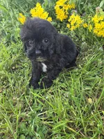 Hazel , a female Cockapoo for sale in Marietta, GA – 1 of 1
