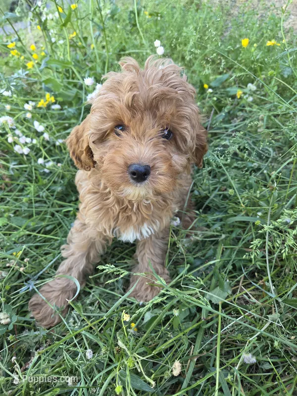 Cindy  – Cavapoo puppy for sale in Marietta, GA