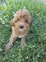 Cindy , a female Cavapoo for sale in Marietta, GA – 1 of 4