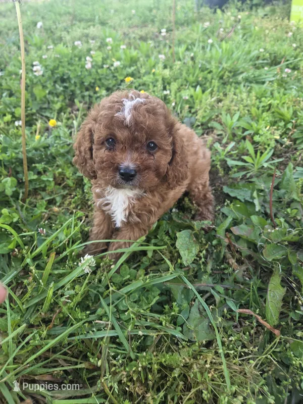 Cinch  – Cavapoo puppy for sale in Marietta, GA