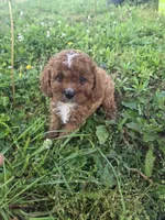 Cinch , a male Cavapoo for sale in Marietta, GA – 1 of 1