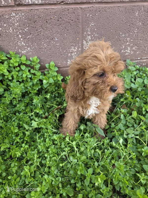 Henryeta  – Cockapoo puppy for sale in Marietta, GA
