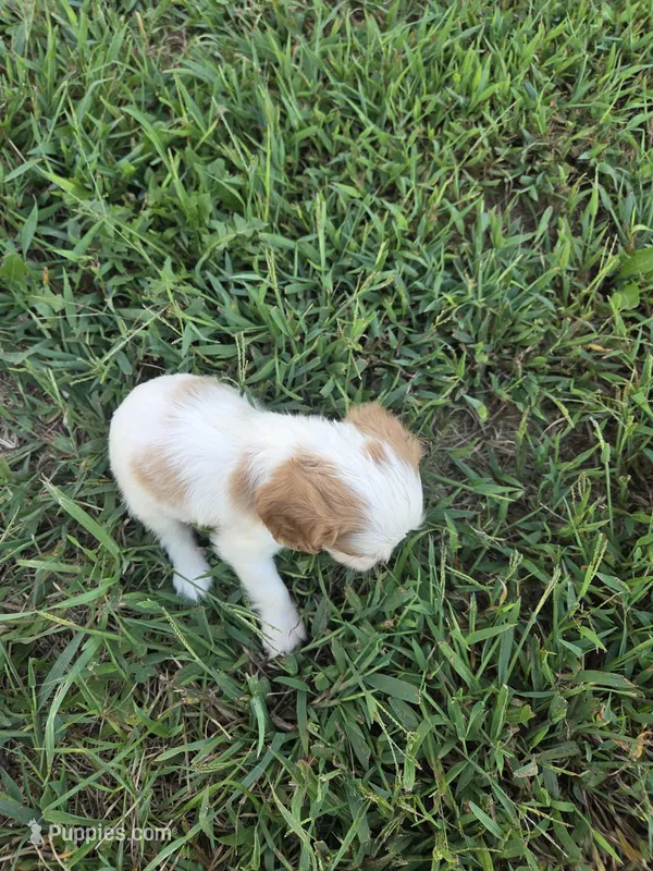 Katie  – Cavalier King Charles Spaniel puppy for sale in Marietta, GA