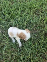 Katie , a female Cavalier King Charles Spaniel for sale in Marietta, GA – 1 of 3
