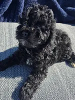 Hank, a male Cockapoo for sale in Marietta, GA – Photo 1 of 2