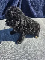 Hank, a male Cockapoo for sale in Marietta, GA – Photo 2 of 2
