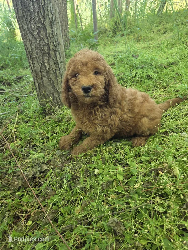 Ginger  – Miniature Goldendoodle puppy for sale in Marietta, GA