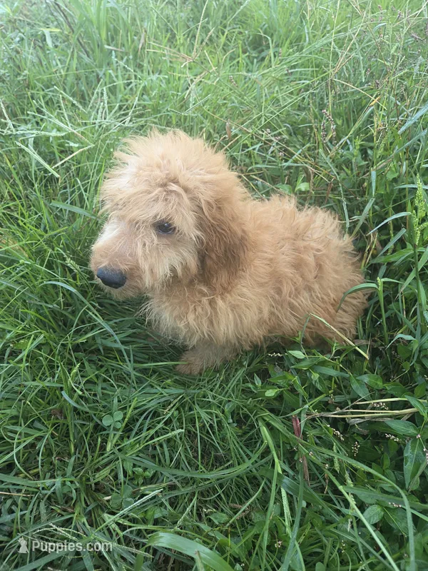 Guss – Miniature Goldendoodle puppy for sale in Marietta, GA