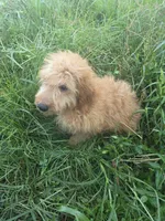 Guss, a male Miniature Goldendoodle for sale in Marietta, GA – 1 of 2