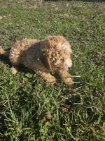 Cap, a male Cavapoo for sale in Marietta, GA – Photo 2 of 2