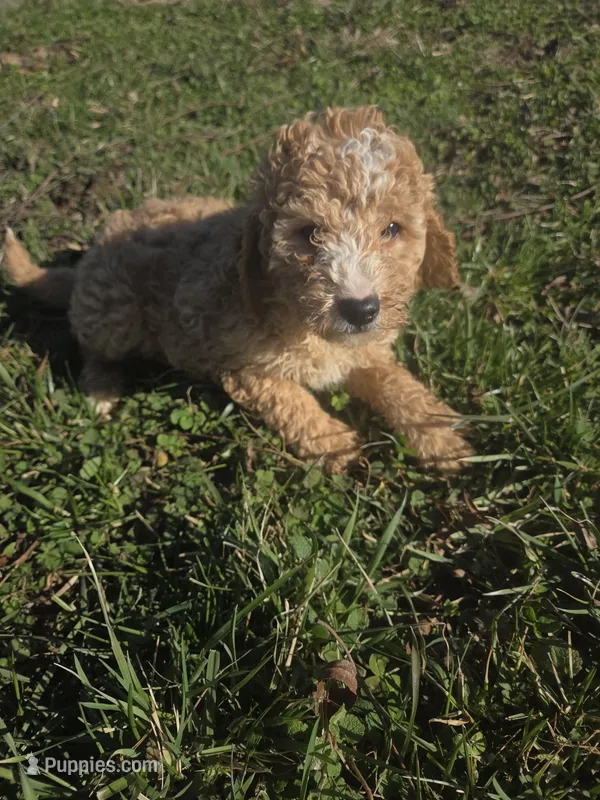 Cap, a male Cavapoo for sale in Marietta, GA – Photo 1 of 2