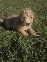 Cap, a male Cavapoo for sale in Marietta, GA – Photo 1 of 2