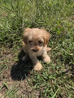 Central , a male Cavapoo for sale in Marietta, GA – 1 of 1