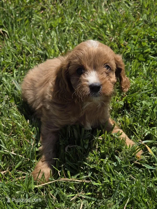 Cilvia – Cavapoo puppy for sale in Marietta, GA