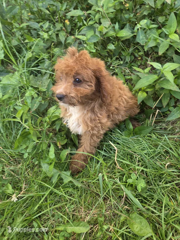 Clci – Cavapoo puppy for sale in Marietta, GA