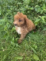Clci, a female Cavapoo for sale in Marietta, GA – 1 of 2