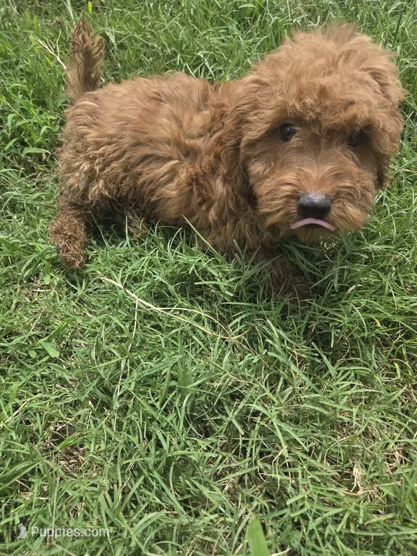 Guss – Miniature Goldendoodle puppy for sale in Marietta, GA