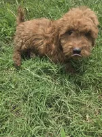 Guss, a male Miniature Goldendoodle for sale in Marietta, GA – 1 of 1