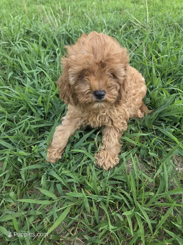 Clarence  – Cavapoo puppy for sale in Marietta, GA