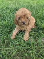 Clarence , a male Cavapoo for sale in Marietta, GA – 1 of 1