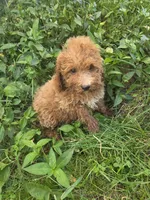 Curt , a male Cavapoo for sale in Marietta, GA – 2 of 2