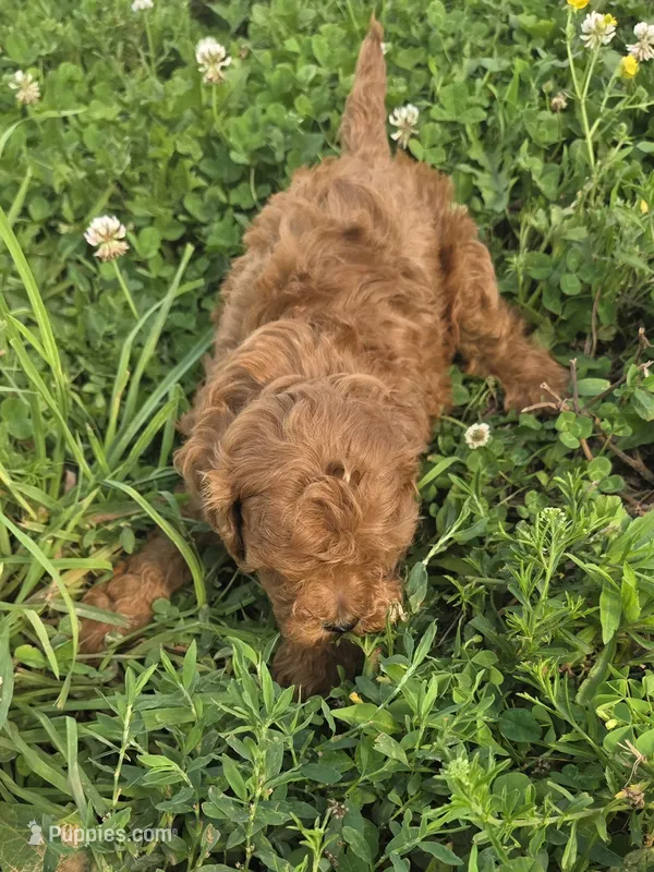 Cliff – Cavapoo puppy for sale in Marietta, GA