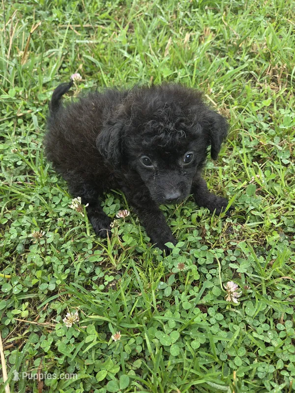 Gidget  – Miniature Goldendoodle puppy for sale in Marietta, GA