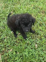 Gidget , a female Miniature Goldendoodle for sale in Marietta, GA – 1 of 1