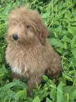 Cyber , a male Cavapoo for sale in Marietta, GA – 1 of 1