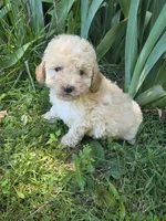 Grace , a female Miniature Goldendoodle for sale in Marietta, GA – 1 of 1
