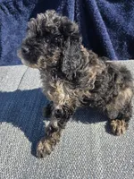 Hazel , a female Cockapoo for sale in Marietta, GA – Photo 1 of 2