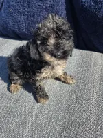 Hazel , a female Cockapoo for sale in Marietta, GA – Photo 2 of 2