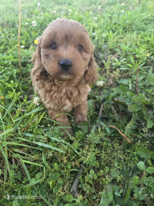Cibal – Cavapoo puppy for sale in Marietta, GA