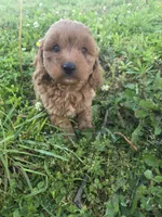 Cibal, a female Cavapoo for sale in Marietta, GA – 1 of 1
