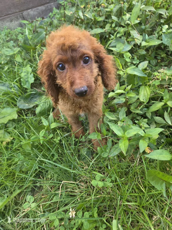 Cooper – Cavapoo puppy for sale in Marietta, GA