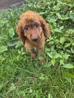 Cooper, a male Cavapoo for sale in Marietta, GA – 1 of 3
