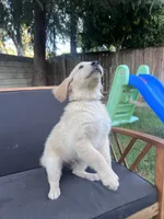 Dude, a male Golden Retriever for sale in Fresno, CA – 2 of 5
