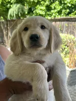 Arlo, a male Golden Retriever for sale in Fresno, CA – 1 of 9