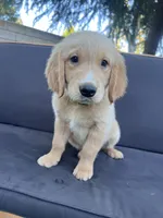Moose, a male Golden Retriever for sale in Fresno, CA – 4 of 6