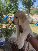 Arlo, a male Golden Retriever for sale in Fresno, CA – 7 of 9