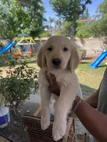 Arlo, a male Golden Retriever for sale in Fresno, CA – 6 of 9