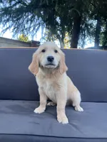 Bud, a male Golden Retriever for sale in Fresno, CA – 3 of 4