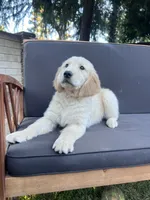 Dude, a male Golden Retriever for sale in Fresno, CA – 3 of 5