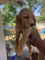 Moose, a male Golden Retriever for sale in Fresno, CA – 2 of 6