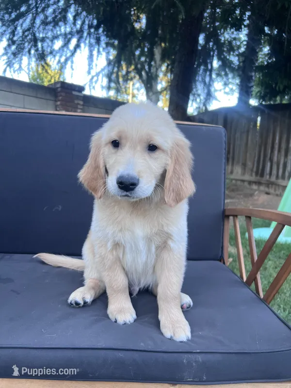Bud – Golden Retriever puppy for sale in Fresno, CA