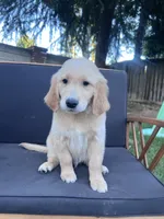 Bud, a male Golden Retriever for sale in Fresno, CA – 1 of 4